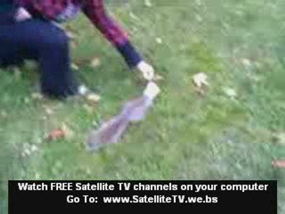 Squirrel Stuck in Yogurt Cup