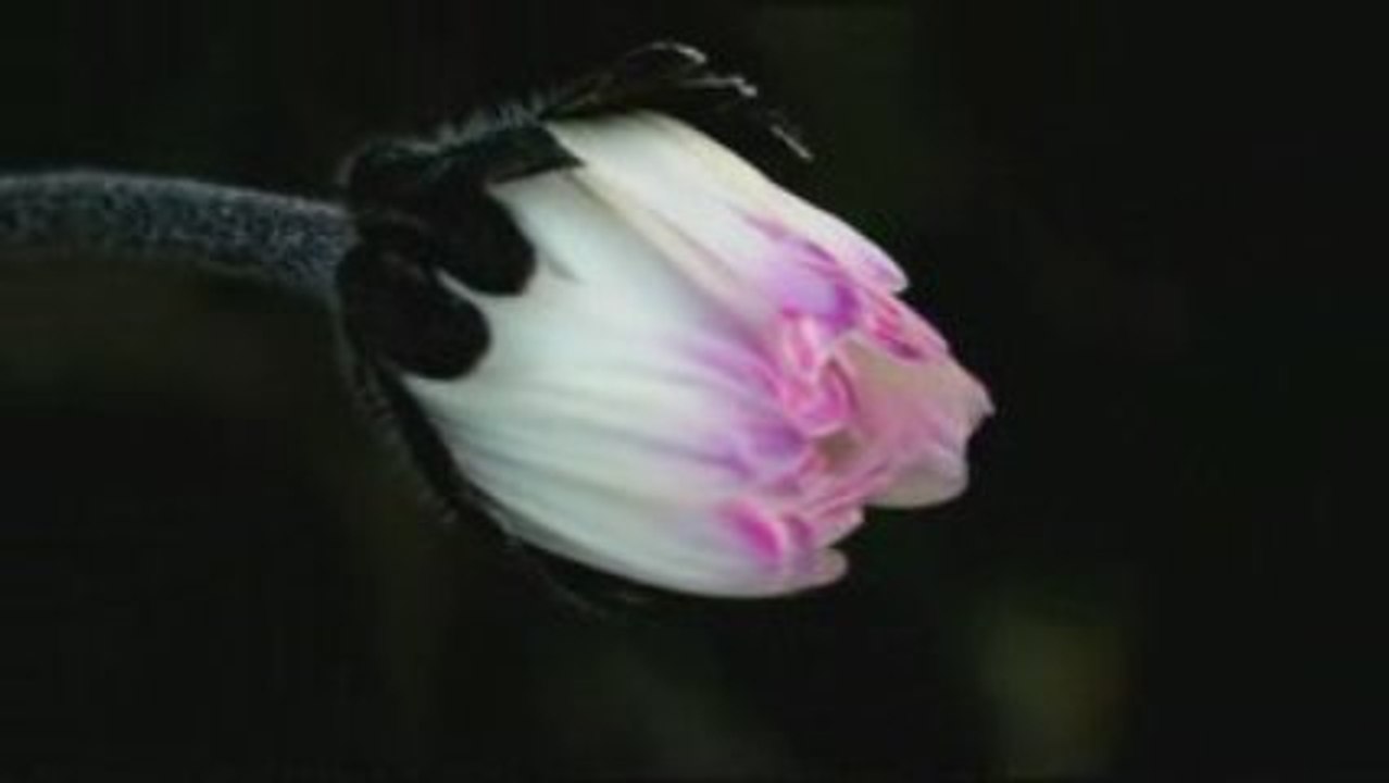 Won't you dance with me.... In my world of fantasy