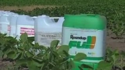 Transgénicos (Reportaje)