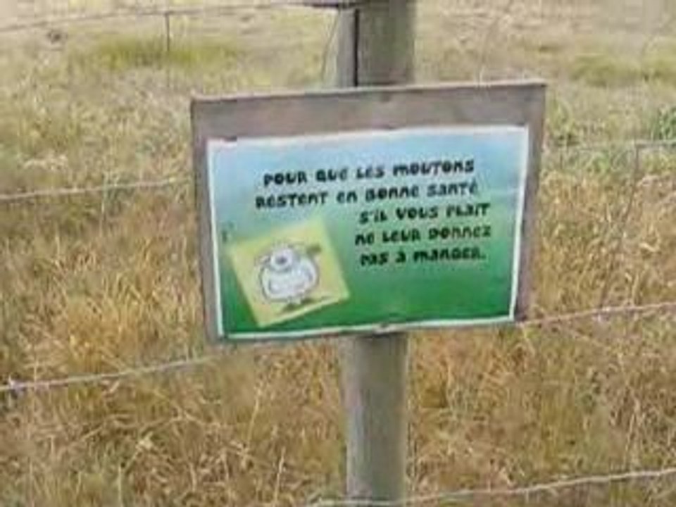 Préfailles : moutons