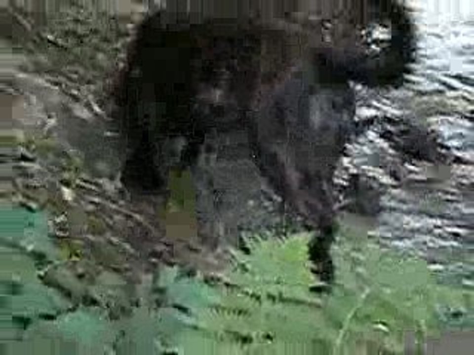 cash du domaine des sphinx noirs