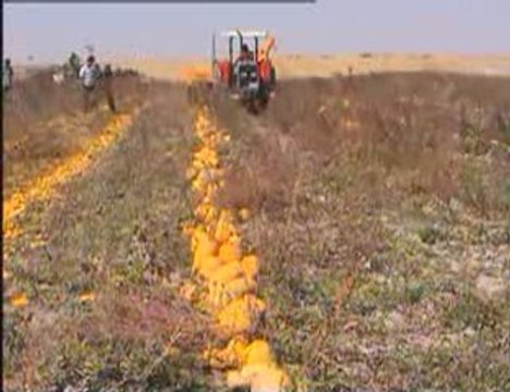 Kabak Toplama Makinası