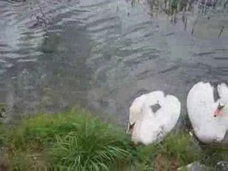 L'attaque des cygnes