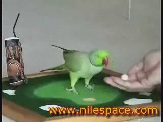 Trained Parrot