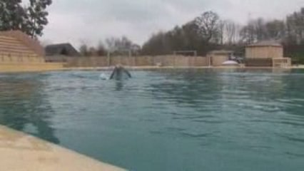 Les dauphins à Planète Sauvage