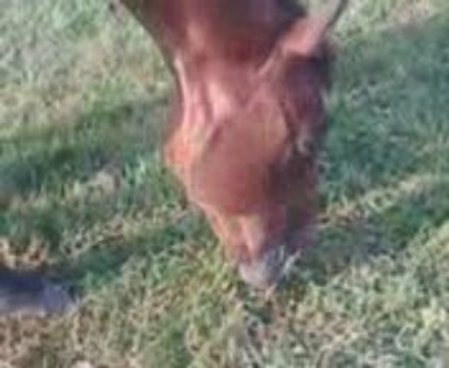 saphir en pature