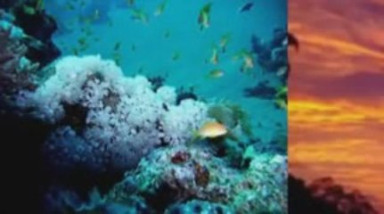 Senegal is a paradise of tropical plants that delights anyon