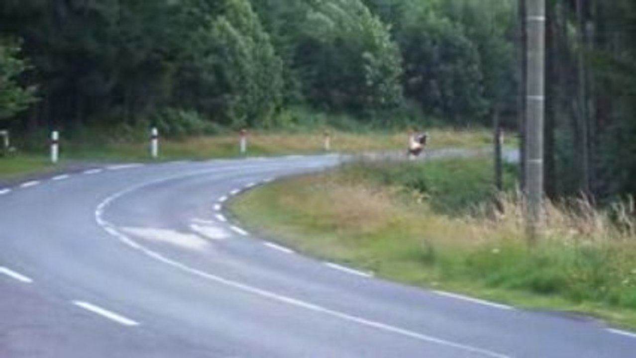 Auvergne - Fab - MarieH - Pop - Tribumoto45