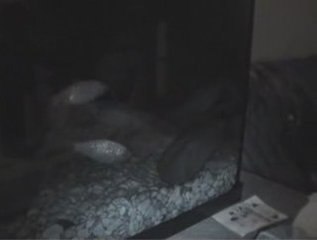 écrevisse 4 bouillon mumumarcus