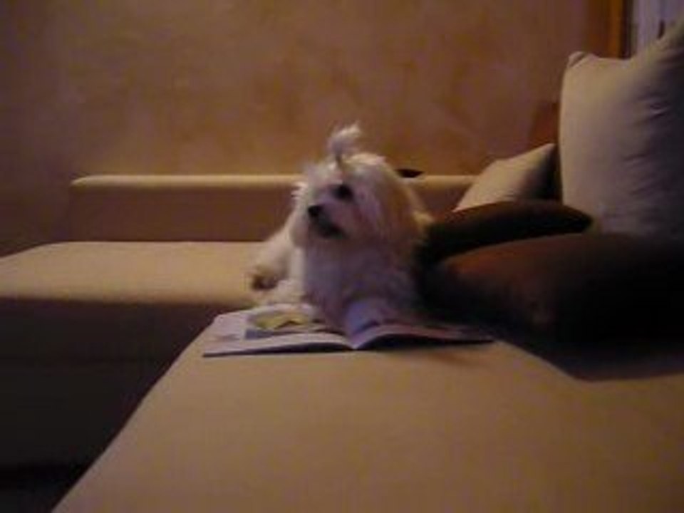 BOUNTYbichon