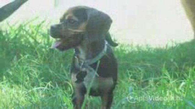 ForRent.com The Edgewater Apartments in Lewisville, TX