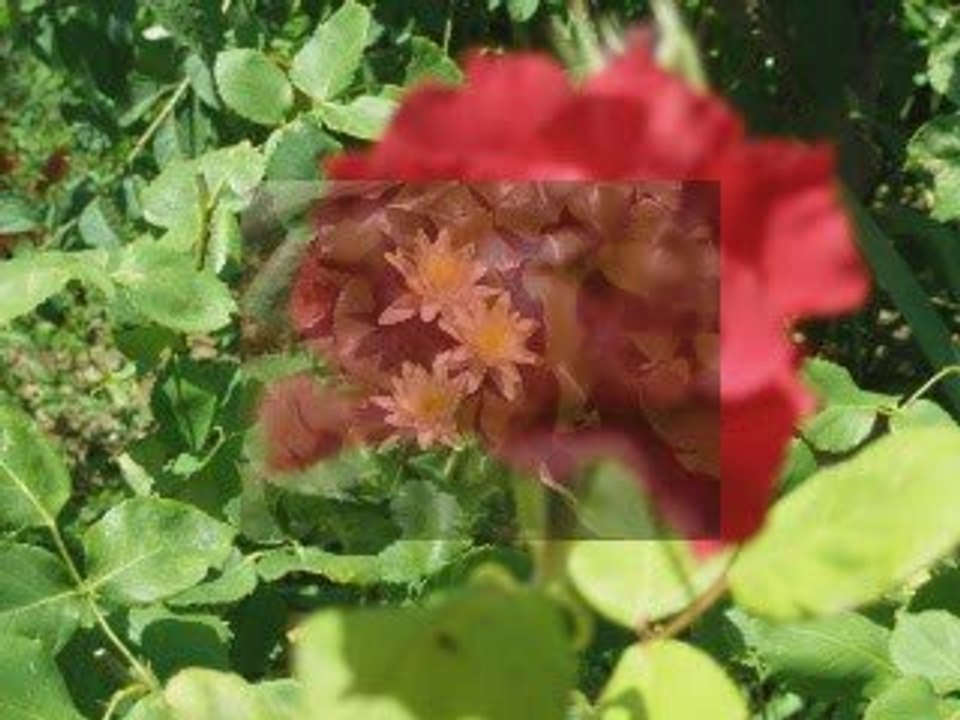 RONDE DE FLEURS