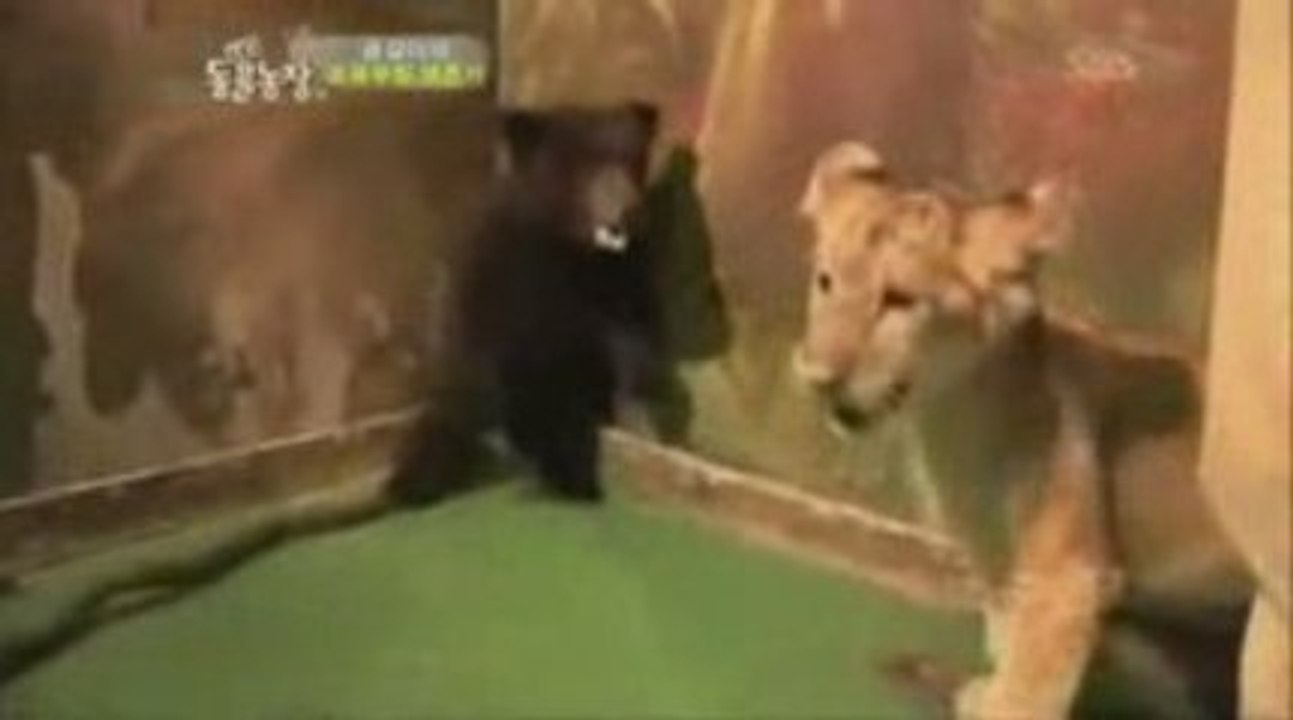 Baby bear vs Baby Lion very funny
