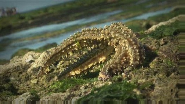 Escapades : Talmont Saint Hilaire (Vendée)