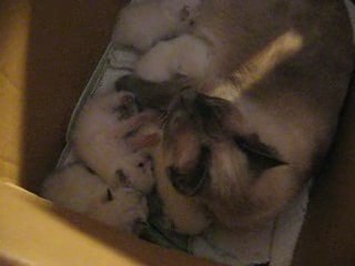 Chatons rouainette 17 juillet 2009