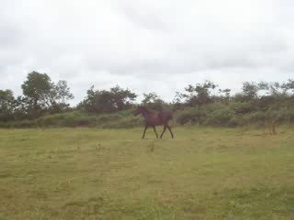 En plein galop