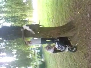 staff pitbull chien