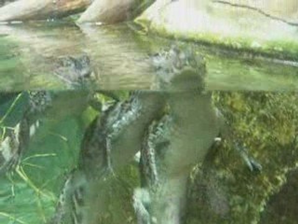 serre amazonienne du zoo de montpellier