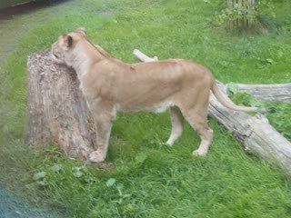 Bellewaerde, Le 16 juillet !