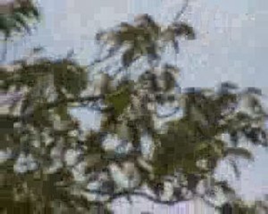 Ciel du 16 juillet 2009, chemtrails...orages prévus??