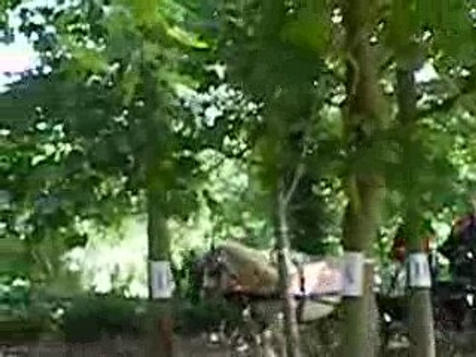 Kenzo , Magic attelé