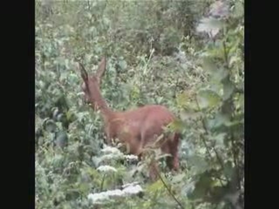 Biche.Version.Retro.le.17.07.09