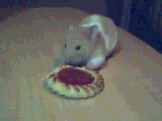 hamster crevard