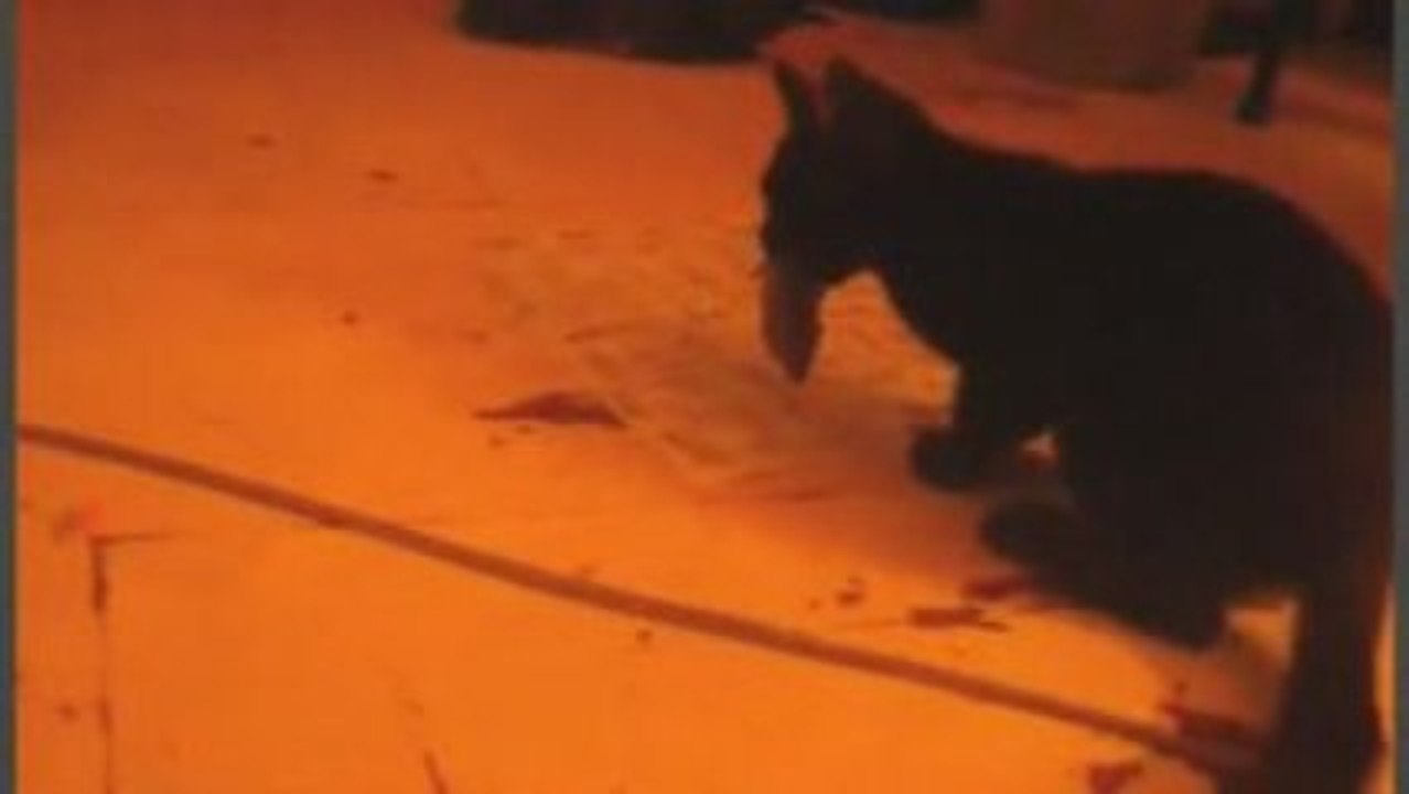 cat VS mouse - Round 1
