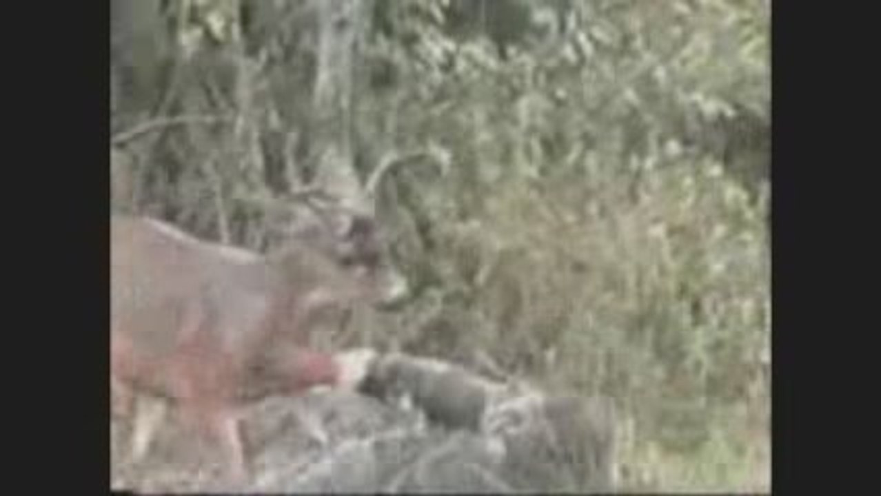 cerf contre chasseur