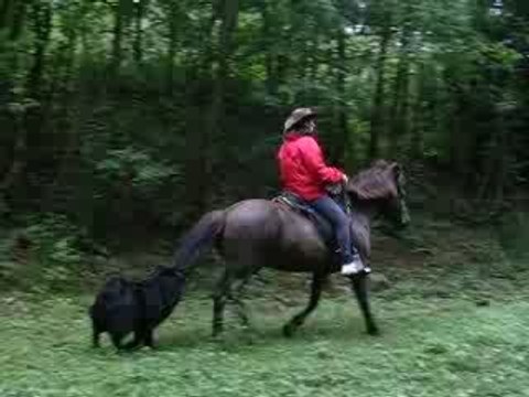 TÖLT en equitation ethologique