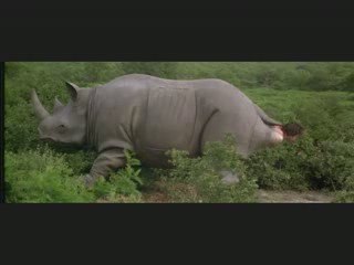 Ace ventura 2 - Le lion est mort ce soir