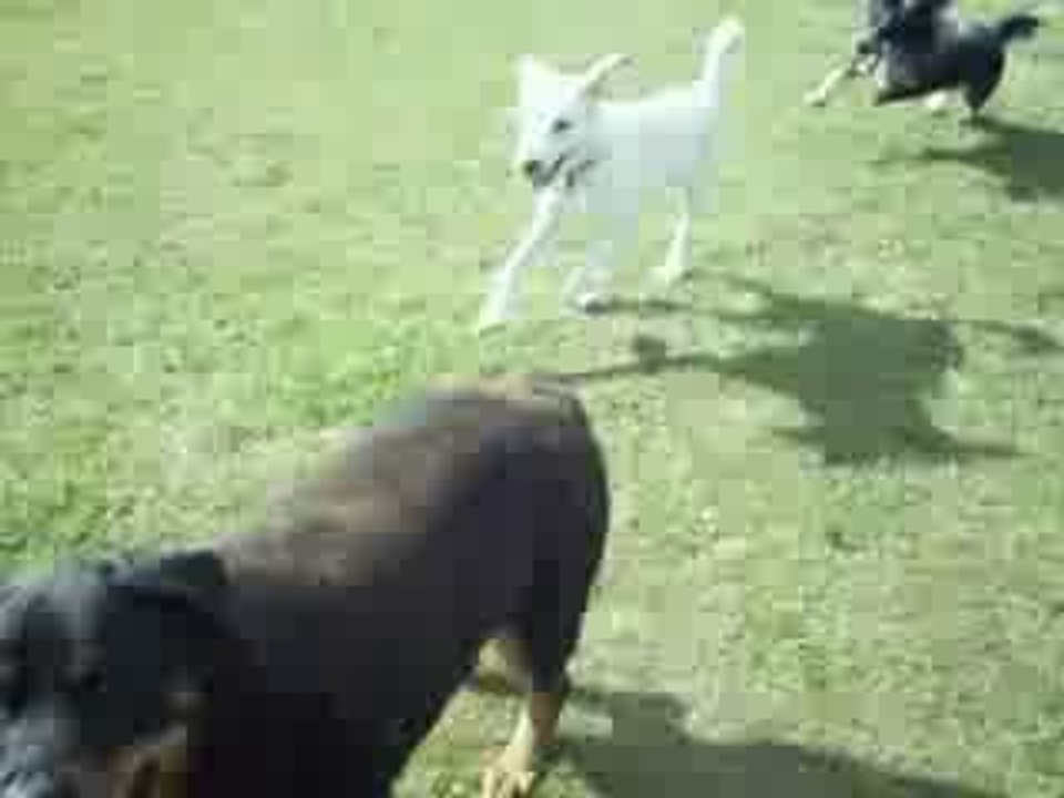 La détente des chiens  A.G.E.C.