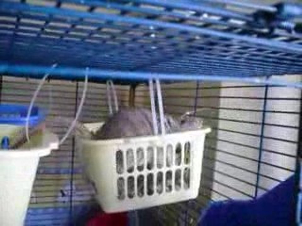 Nouvelle aménagement cage des filles 023