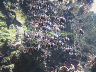 AQUARIUM DE LA ROCHELLE