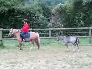 Very Pretty Kool Welsh A 2 mois et Lily 8 ans montée par Pau