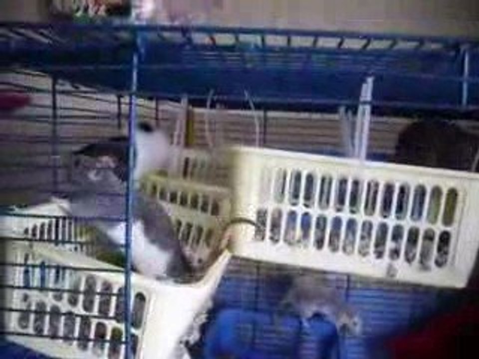 Nouvelle aménagement cage des filles 022