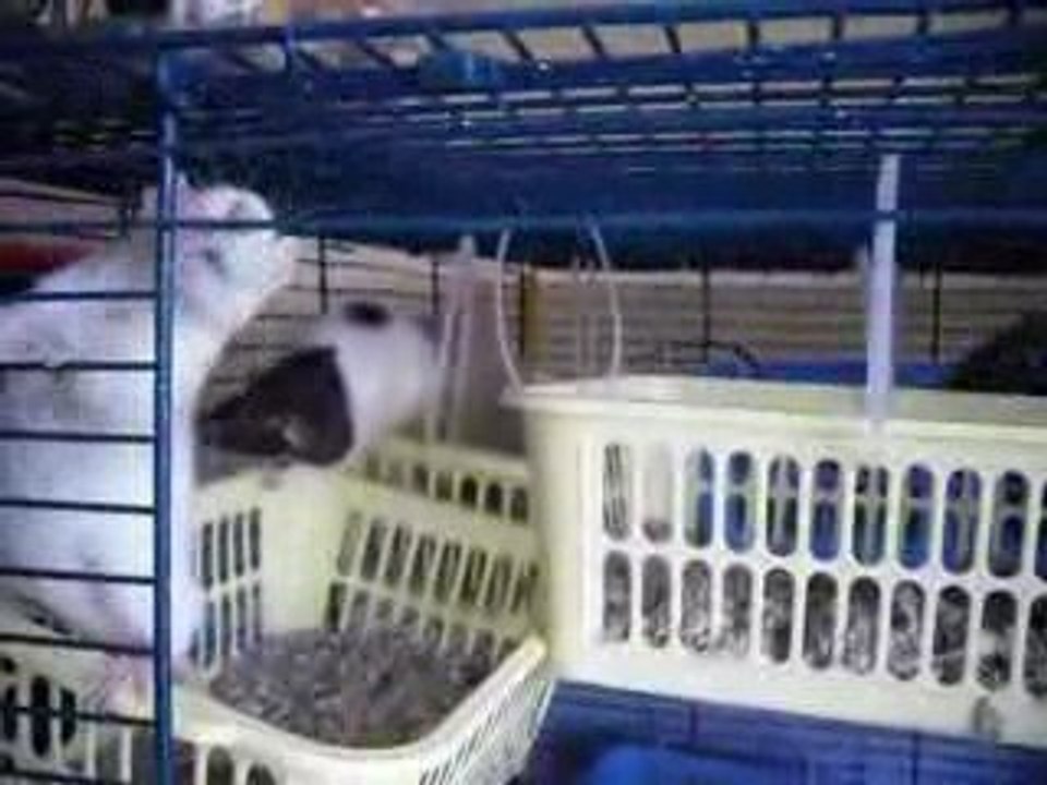 Nouvelle aménagement cage des filles 021