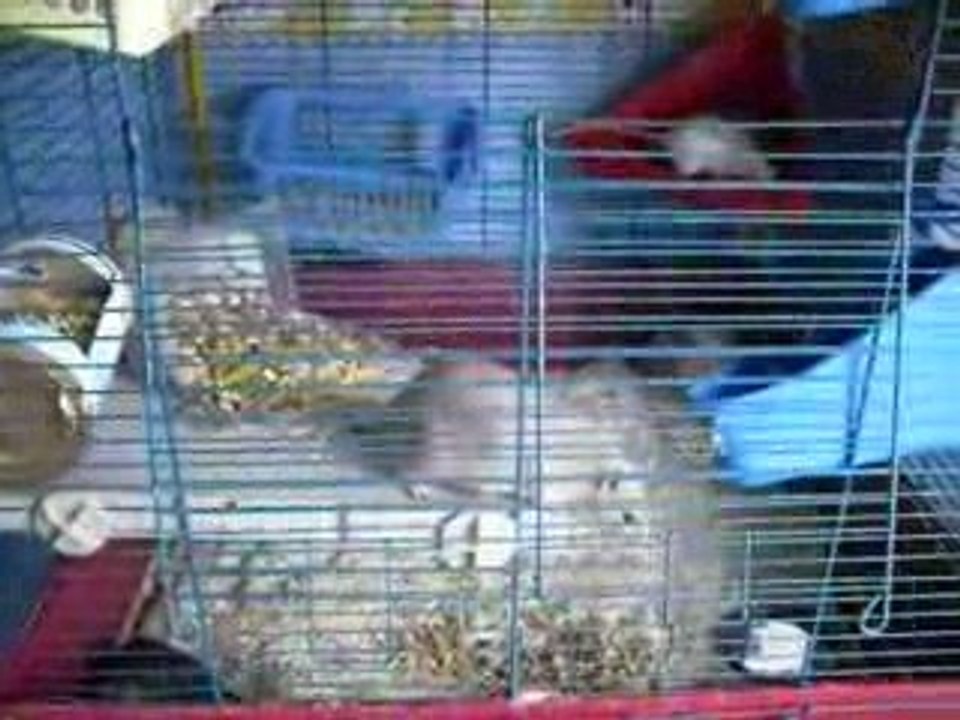 Nouvelle aménagement cage des filles 019