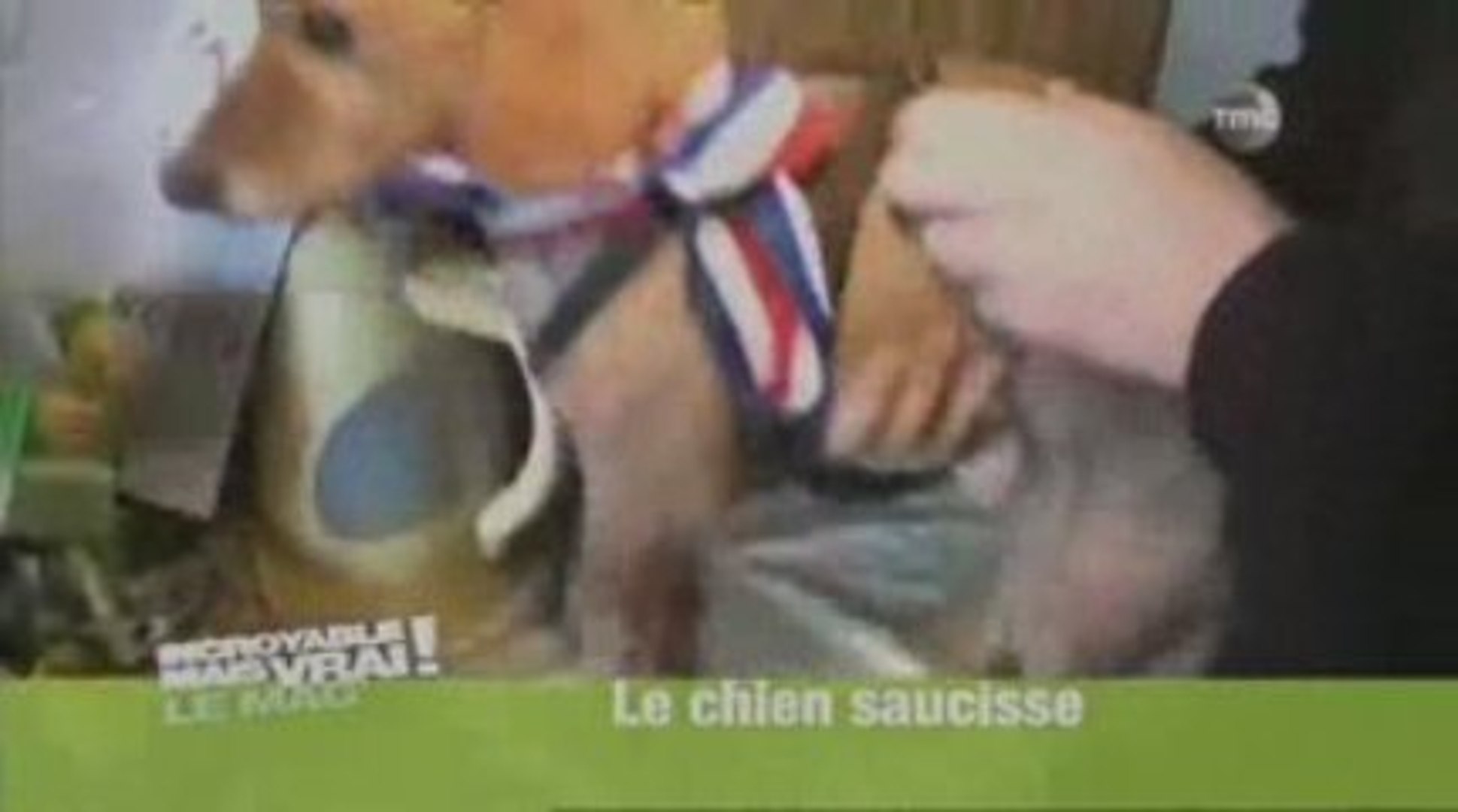 Saucisse Le Chien Candidat De Secret Story 3