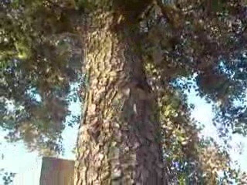 Cigales de Teyran 2 - 16 07 2009