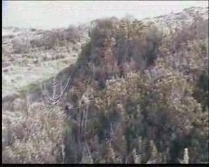 emektarla domuz avı