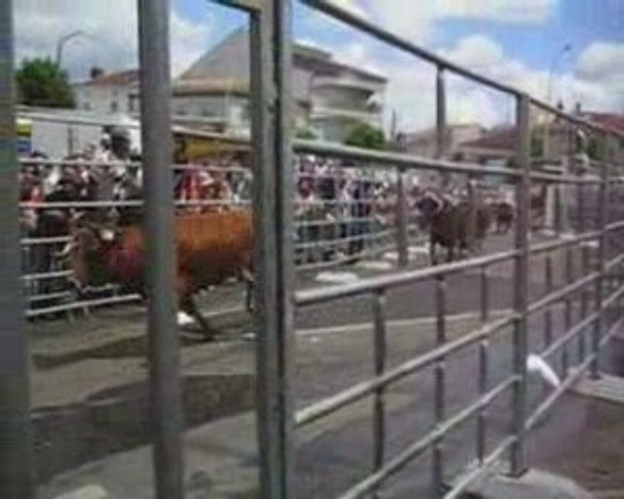 Encierro de vaches fêtes de la madeleine 2009 mont de marsan