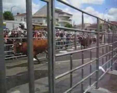 Encierro de vaches fêtes de la madeleine 2009 mont de marsan