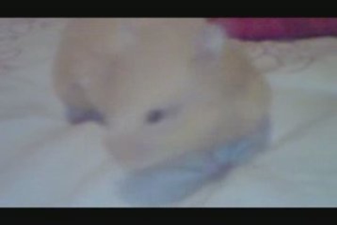 Hamsters
