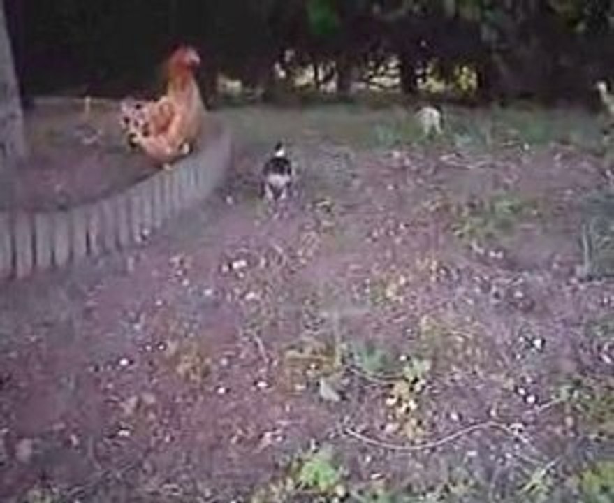 Un caneton elever par une poule