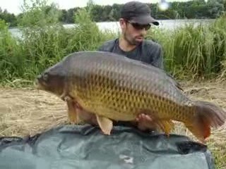 Carpe commune 23kg