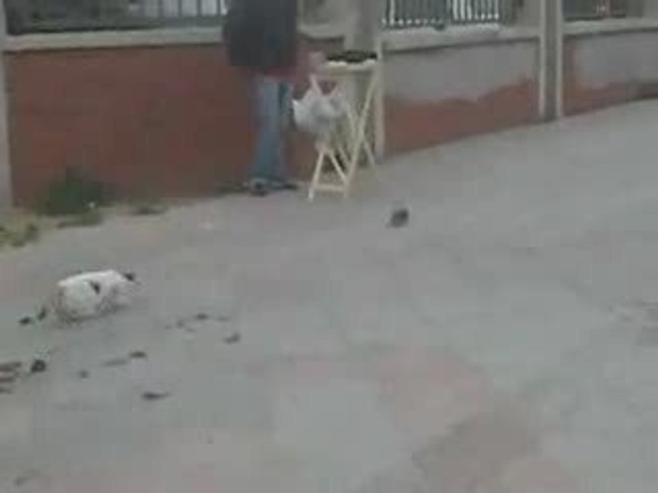 Kedinin Hayallerinin Yıkıldığı An