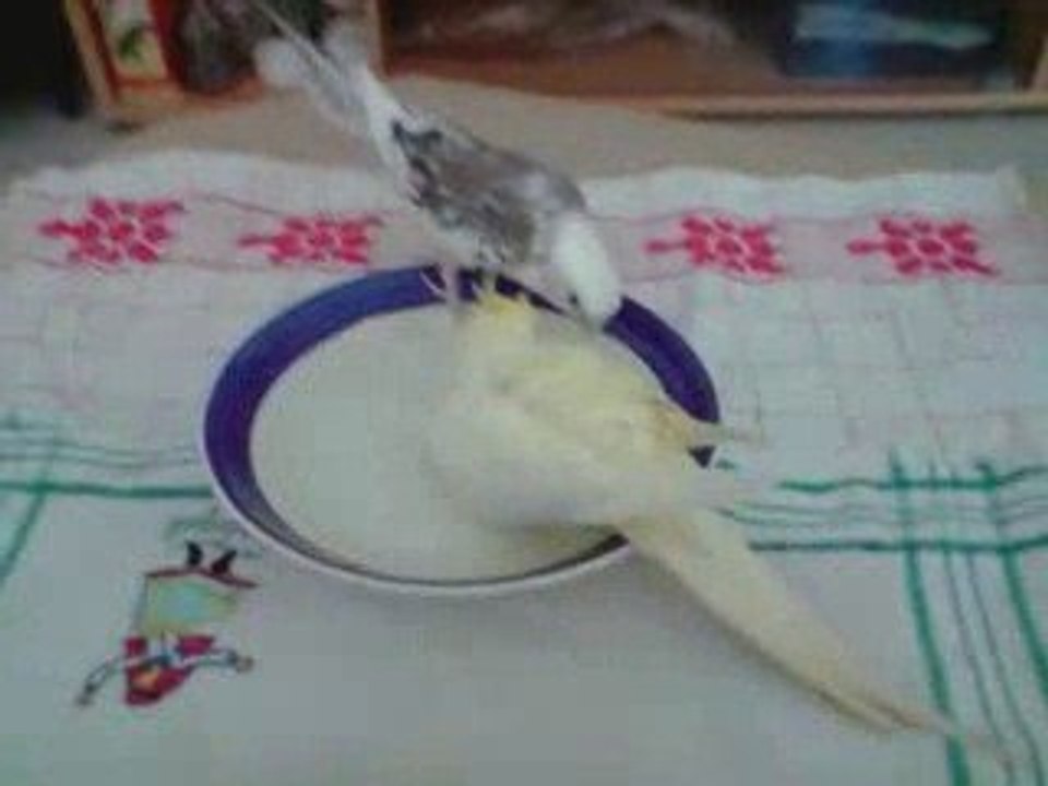 Princesse et Cacahuette prennent le bain - Calopsittes