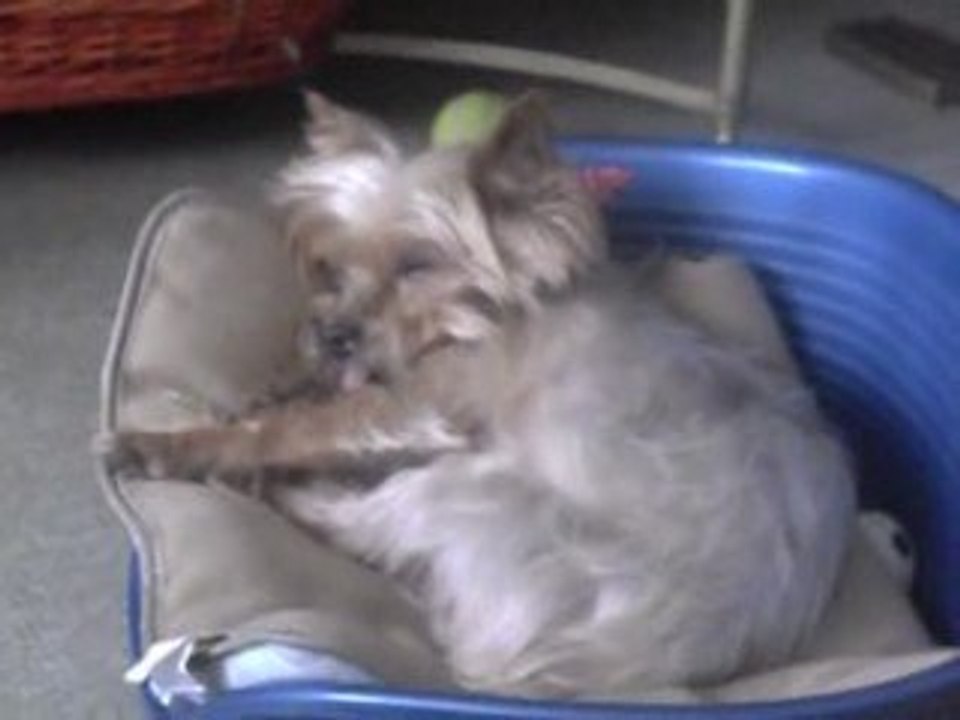 le roi qui dort........