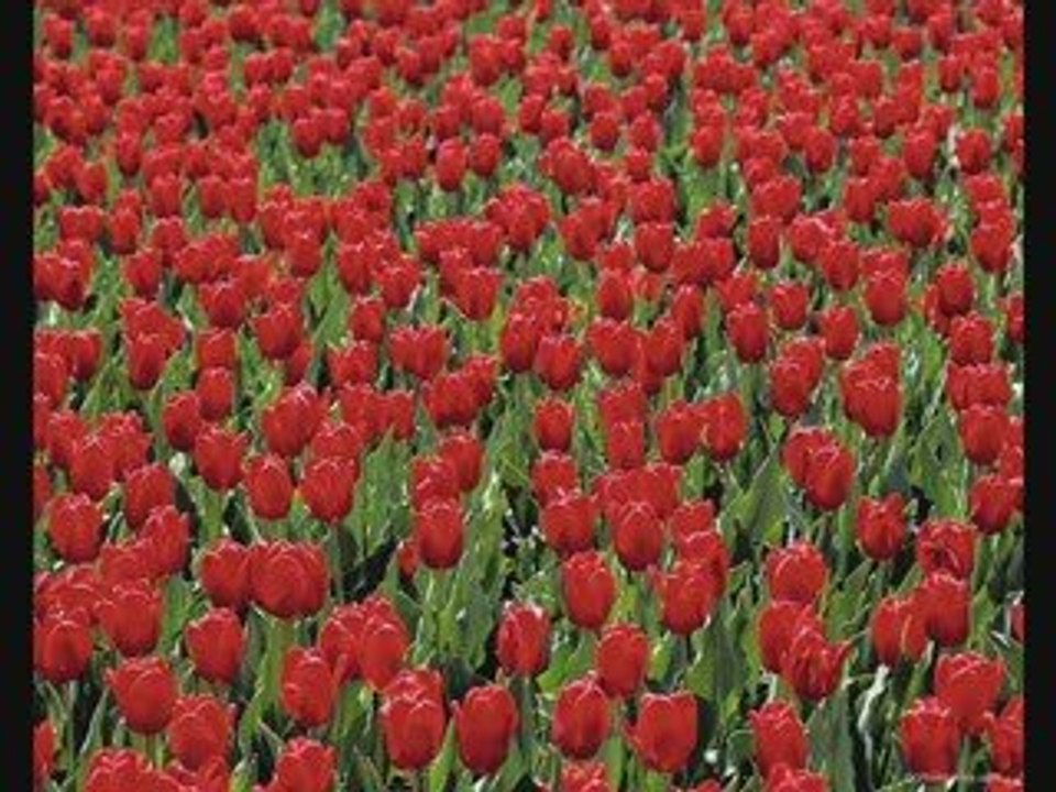 Sevdalar Yaşamadım Ben (şiir)